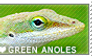 I love Green Anoles