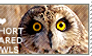 I love Short-eared Owls
