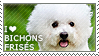 I love Bichons Frises