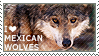 I love Mexican Wolves