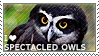 I love Spectacled Owls by WishmasterAlchemist