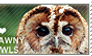 I love Tawny Owls