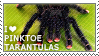 I love Pinktoe Tarantulas