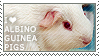 I love Albino Guinea Pigs by WishmasterAlchemist