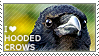 I love Hooded Crows