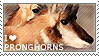 I love Pronghorns