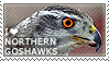 I love Northern Goshawks