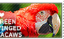 I love Green-winged Macaws