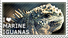 I love Marine Iguanas