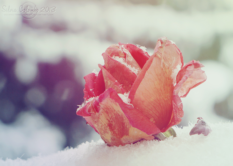 Beauty And The Frost by WishmasterAlchemist
