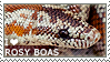 I love Rosy Boas