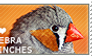 I love Zebra Finches