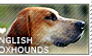 I love English Foxhounds