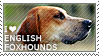 I love English Foxhounds