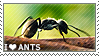 i_love_ants_by_wishmasteralchemist_d5sbhpu-fullview.png?token=eyJ0eXAiOiJKV1QiLCJhbGciOiJIUzI1NiJ9.eyJzdWIiOiJ1cm46YXBwOjdlMGQxODg5ODIyNjQzNzNhNWYwZDQxNWVhMGQyNmUwIiwiaXNzIjoidXJuOmFwcDo3ZTBkMTg4OTgyMjY0MzczYTVmMGQ0MTVlYTBkMjZlMCIsIm9iaiI6W1t7ImhlaWdodCI6Ijw9NTYiLCJwYXRoIjoiXC9mXC8wNzcwZjllYy1lZDEzLTQyNDEtYTkyZC1iNTdiMTIyODQ5NWNcL2Q1c2JocHUtNDQwMzk0MjktYzM0MS00YjM4LThjNmEtN2E1ZDkzMTI1NWZlLnBuZyIsIndpZHRoIjoiPD05OSJ9XV0sImF1ZCI6WyJ1cm46c2VydmljZTppbWFnZS5vcGVyYXRpb25zIl19.0SMVe03Y7ihxqYRXPYMyTNMr-XAzG4YUp4Jf1jyexx4