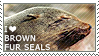 I love Brown Fur Seals