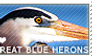 I love Great Blue Herons