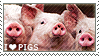I love Pigs