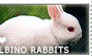 I love Albino Rabbits