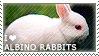 I love Albino Rabbits by WishmasterAlchemist on DeviantArt