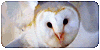 [C.07] Kingdom-Owls Group Icon for FataleFantasy