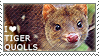 I love Tiger Quolls