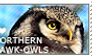 I love Northern Hawk-Owls