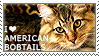 I love American Bobtails