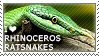 I love Rhinoceros Ratsnakes