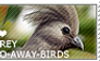 I love Grey Go-away-birds