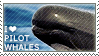 I love Pilot Whales by WishmasterAlchemist