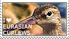 I love Eurasian Curlews