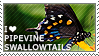 I love Pipevine Swallowtails