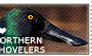 I love Northern Shovelers