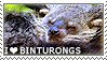 I love Binturongs by WishmasterAlchemist