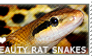 I love Beauty Rat Snakes