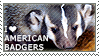 I love American Badgers