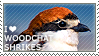 I love Woodchat Shrikes