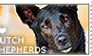 I love Dutch Shepherd Dogs