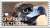 I love Cinereous Vultures