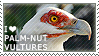 I love Palm-nut Vultures