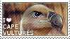 I love Cape Vultures