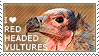 I love Red-headed Vultures