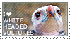 I love White-headed Vultures