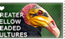I love Greater Yellow-headed Vultures