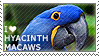 I love Hyacinth Macaws by WishmasterAlchemist