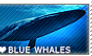 I love Blue Whales