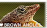 I love Brown Anoles
