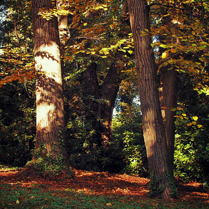 Between Light and Shade