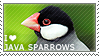 I love Java Sparrows